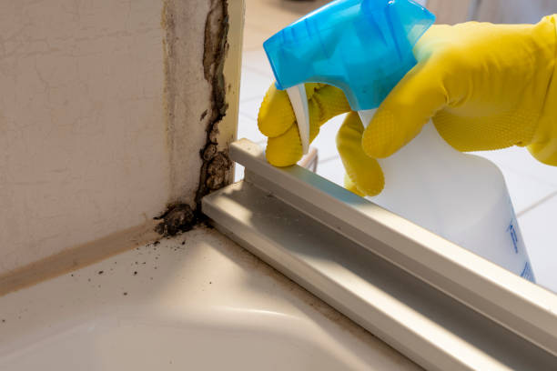 Best Residential Mold Remediation in Perryman, MD