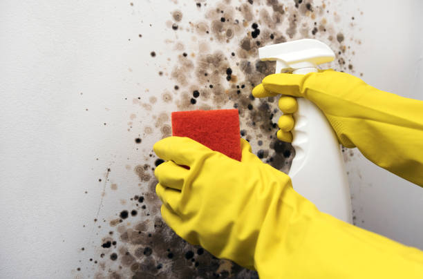 Best White Mold Remediation in Perryman, MD