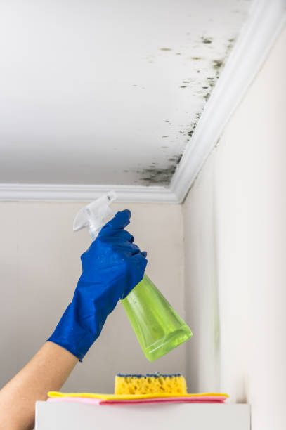 Best Residential Mold Remediation in Perryman, MD